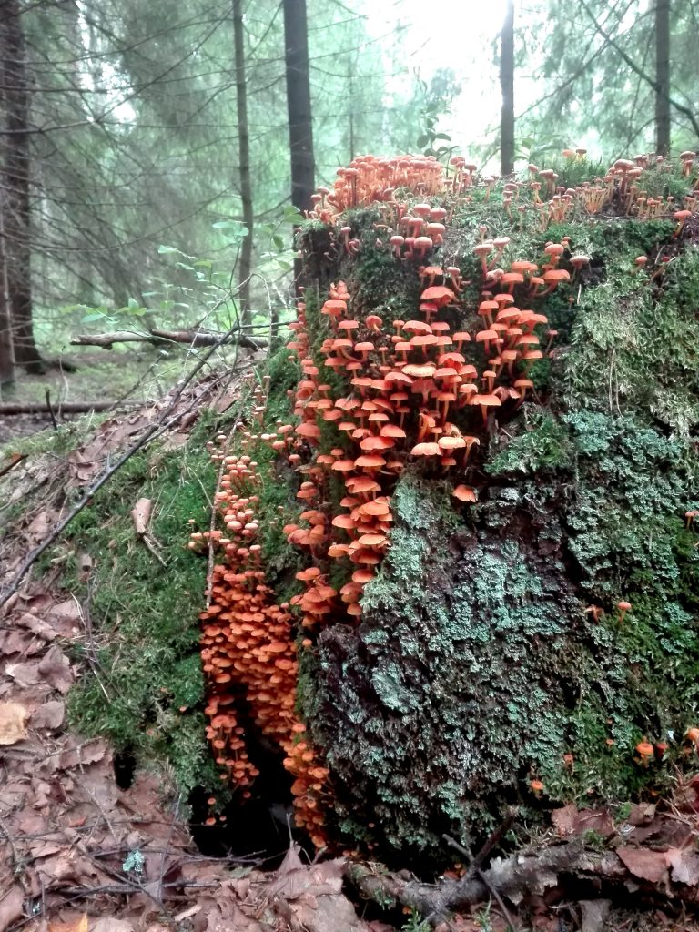 Kanto Sipoonkorvessa. Kuva: Kaisa Kortekallio.